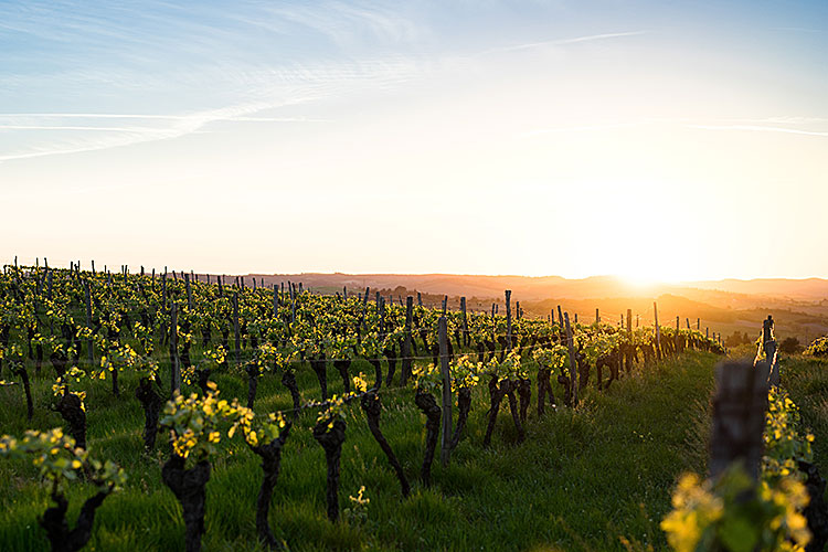 Image of vineyard with sun on the horizon